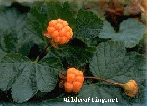 Rubus chamaemorus